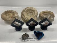 *COLLECTION OF FOSSILS INCLUDING 3 X CARCHARADONTOSAURUS TEETH AND AMONITES